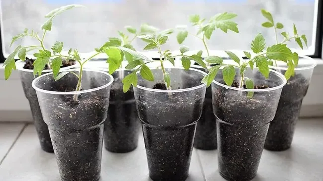 Спасите рассаду: простая подкормка из банановой кожуры и яичной скорлупы