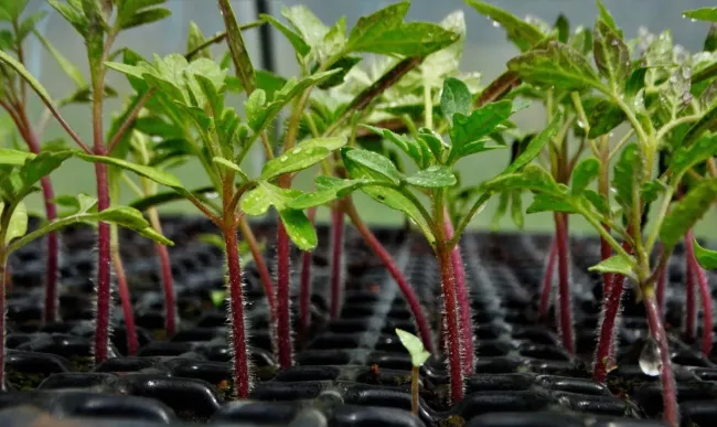 Как укрепить рассаду томатов с помощью кальциевой селитры и получить отличный урожай