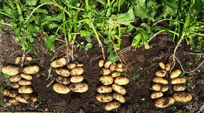 Эффективная подкормка картофеля из золы и жмыха: защита и отличный урожай