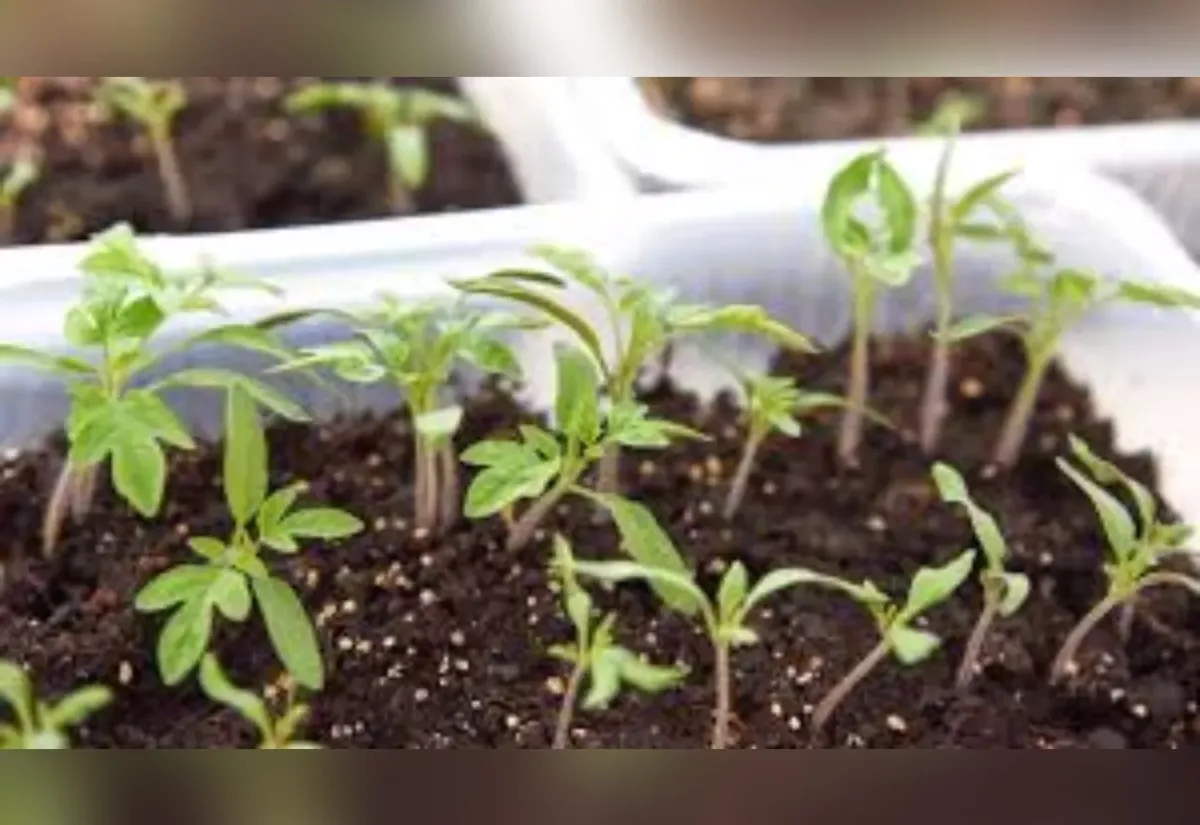 Как остановить вытягивание рассады томатов: простые методы обрезки и поглаживания