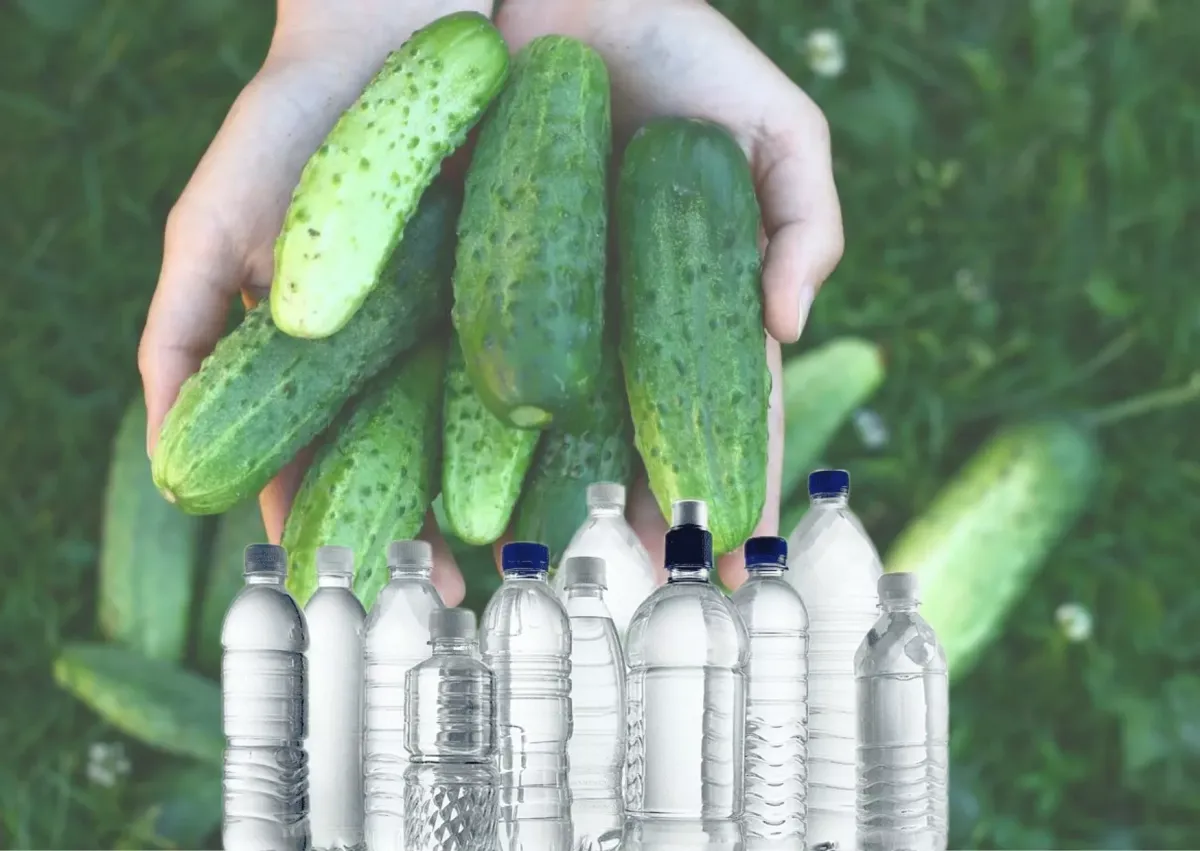 Тёплые мини-грядки для огурцов из пластиковых бутылок: как вырастить крепкие растения
