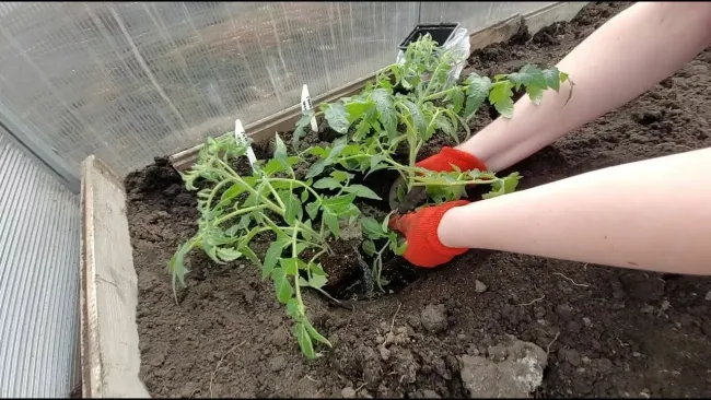 Три удобрения, которые не стоит добавлять в лунки для томатов, чтобы избежать проблем с урожаем