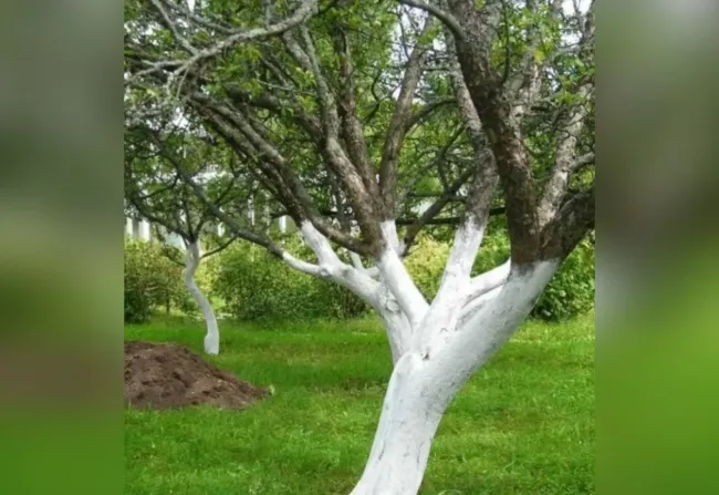 Как правильно побелить деревья: простой рецепт с крахмалом для долговечной защиты