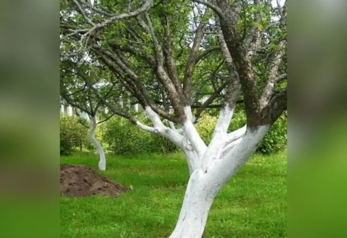 Как правильно побелить деревья: простой рецепт с крахмалом для долговечной защиты