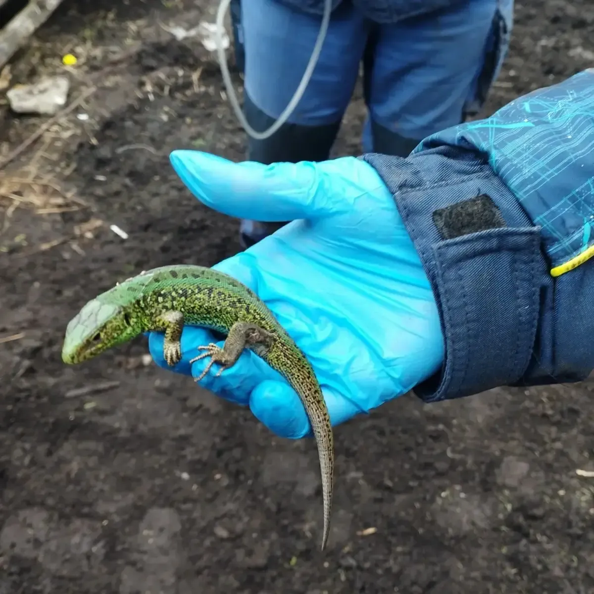 На ферме в Балтайском районе ветеринары нашли ящерицу в шерсти овцы