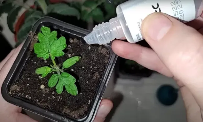 Бабушкина подкормка для рассады: как всего за 2 ингредиента получить крепкие саженцы