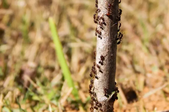 Натуральный способ избавиться от муравьев: простая ловушка из двух ингредиентов