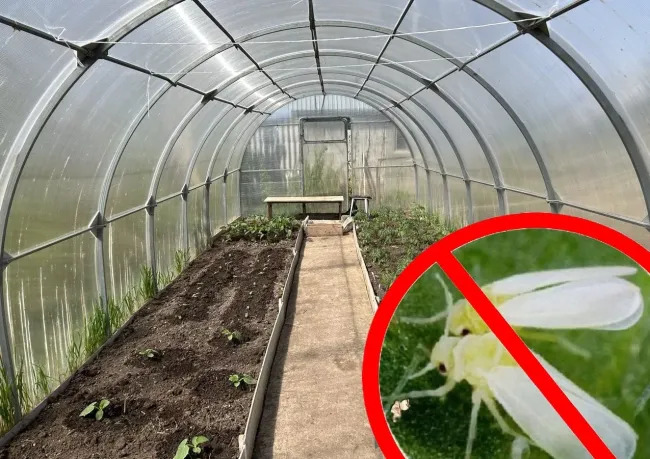 Как защитить теплицу от белокрылки с помощью валидола и стаканчиков