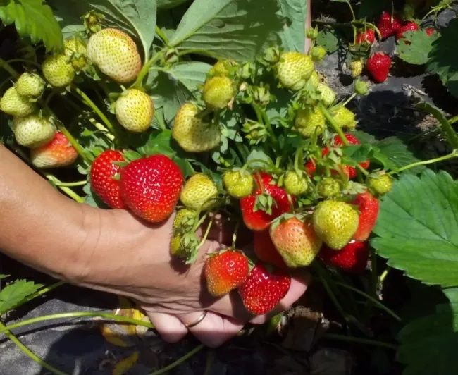 Подкормка клубники весной: как получить сладкие ягоды с помощью простого удобрения