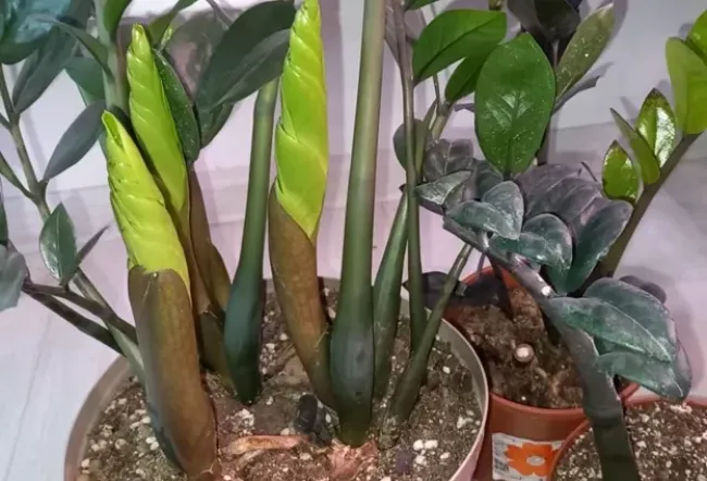 Питательный коктейль для замиокулькаса: 3 простых ингредиента для блестящих листьев