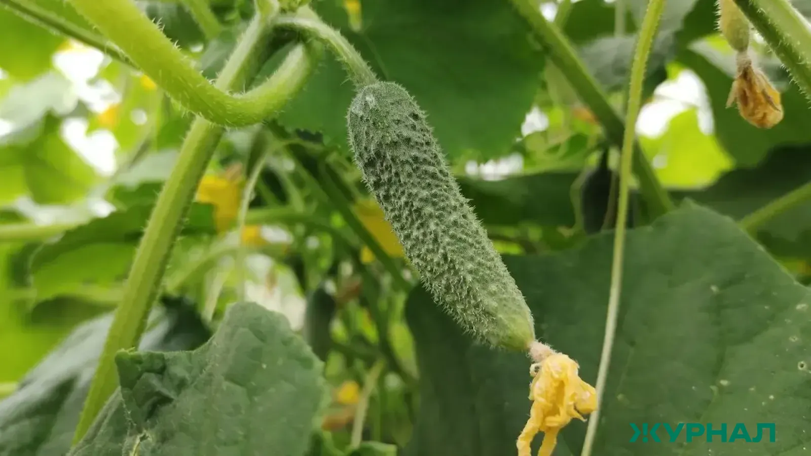 Уникальный способ посадки огурцов: урожай на 2 недели раньше с помощью бутылок и пленки