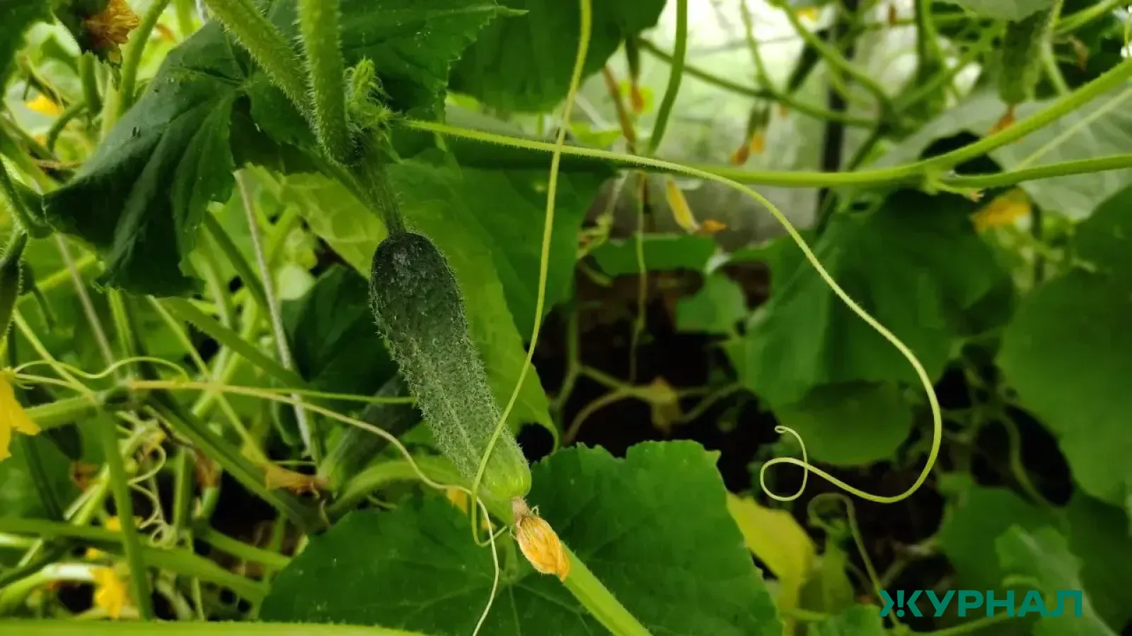 Посадка огурцов шведским методом: крепкие плети и высокий урожай