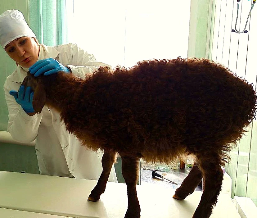 Ветеринары Краснопартизанского района спасли ягненка от атонии желудка