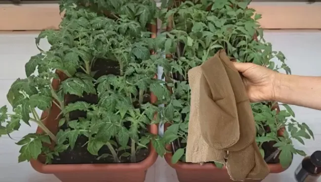 Ускорьте рост рассады томатов в 2−3 раза с помощью фитильного полива и капроновых колготок