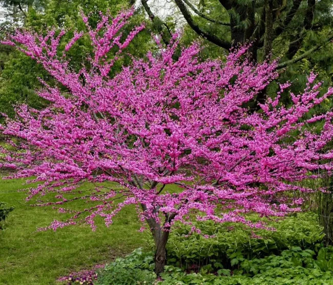 Украсить участок пряничным деревом: яркие листья и аромат весной и осенью