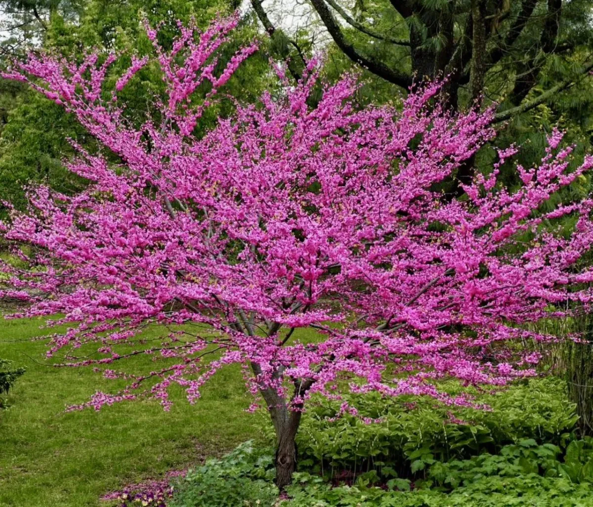 Украсить участок пряничным деревом: яркие листья и аромат весной и осенью