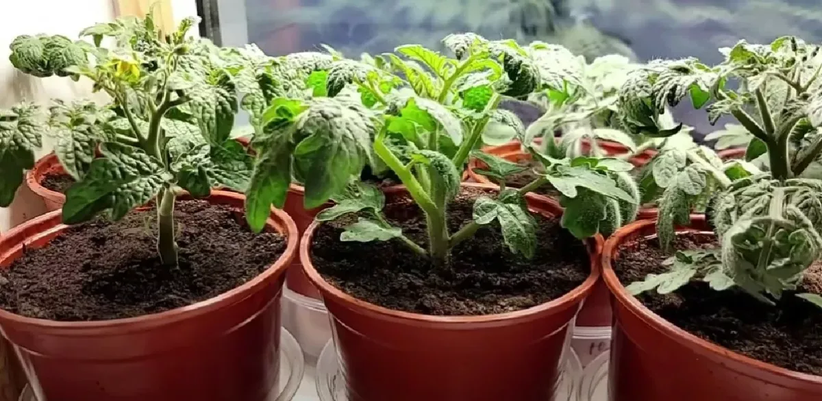 Устраните вытягивание рассады: простой рецепт из 2 ингредиентов для крепких сеянцев