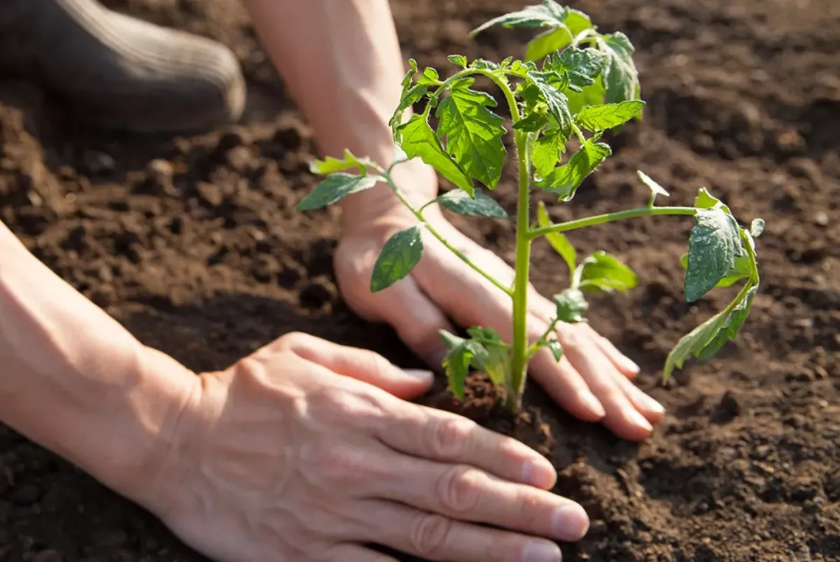Как правильно поливать томаты после пересадки: секреты успешного укоренения