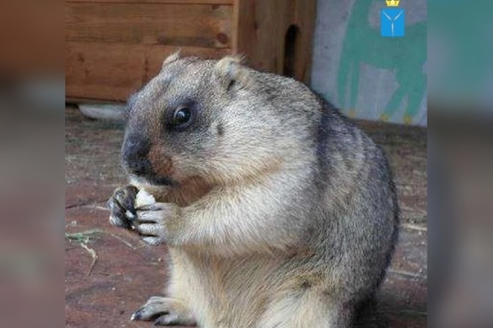 Сурок Друг проснулся в Хвалынском парке после зимней спячки