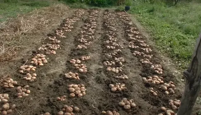 Когда и как правильно сажать картошку: народные приметы для максимального урожая