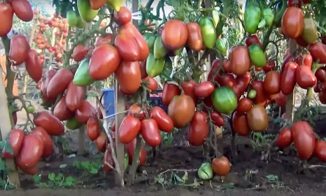 Когда высаживать томаты: народные приметы для успешного урожая