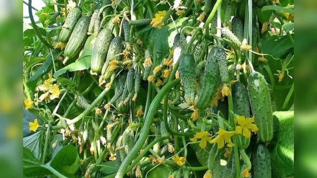 Посадка огурцов на Оленин день: как обеспечить богатый урожай с помощью народных ритуалов