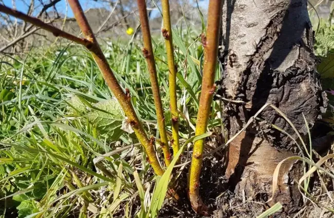 Как избавиться от нежелательной поросли у деревьев и сохранить здоровье сада