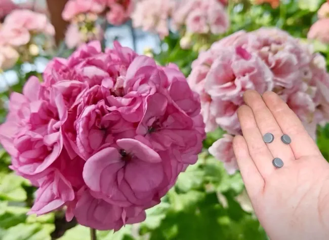 Активированный уголь для гераней: как быстро укоренить черенки и улучшить цветение