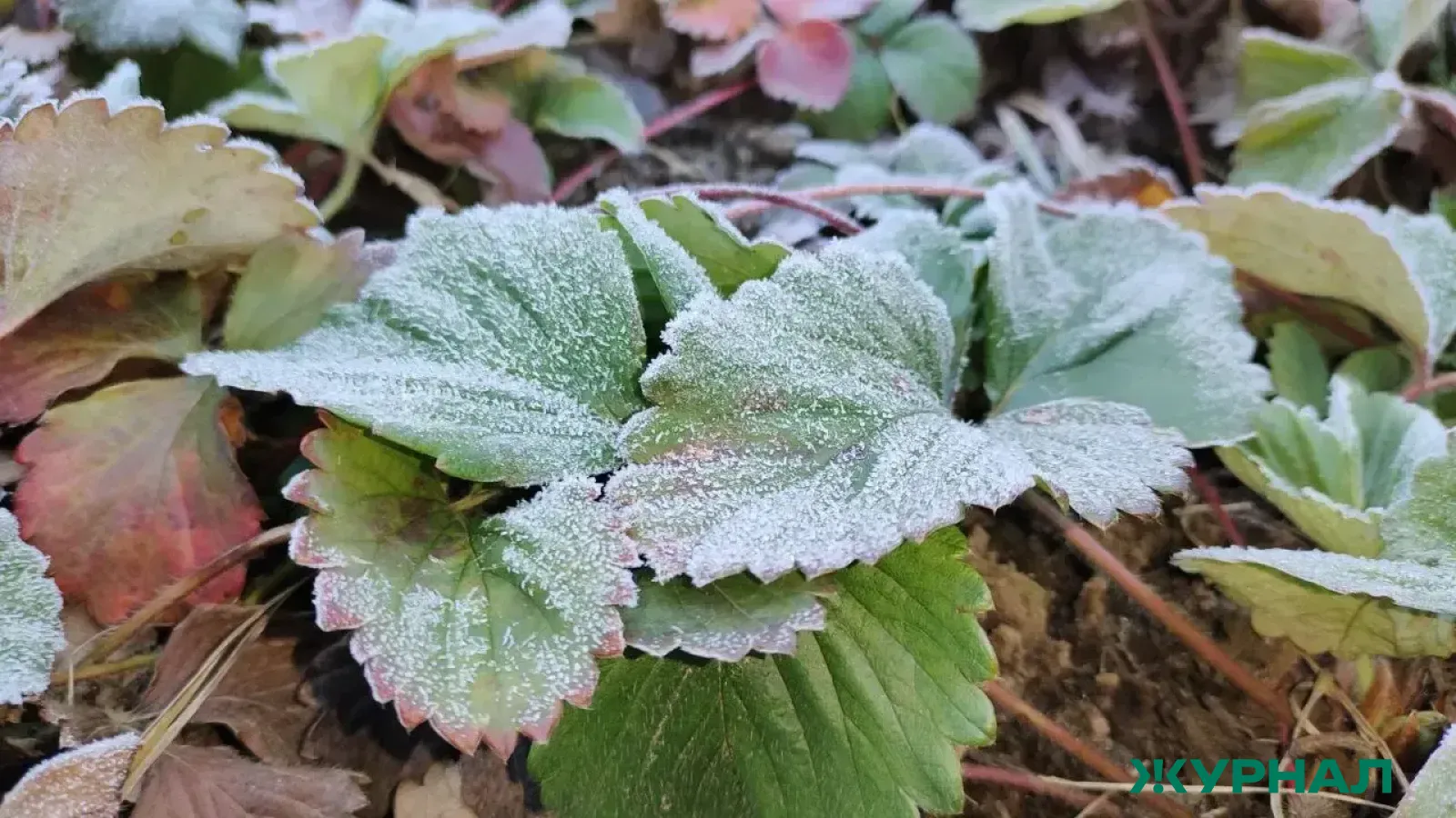 Ночные заморозки и осадки ожидаются в регионе 12 апреля