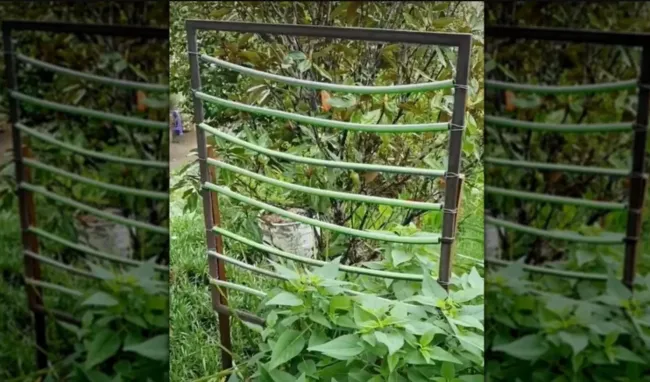 Сделайте садовую шпалеру из старого шланга: просто и эффективно