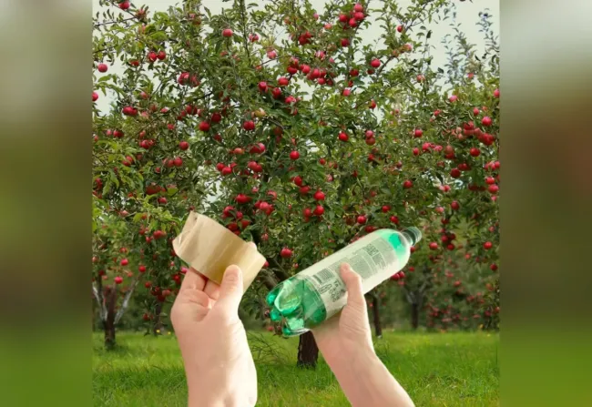 Эффективная защита яблонь от муравьёв: простой способ с бутылкой и клеем