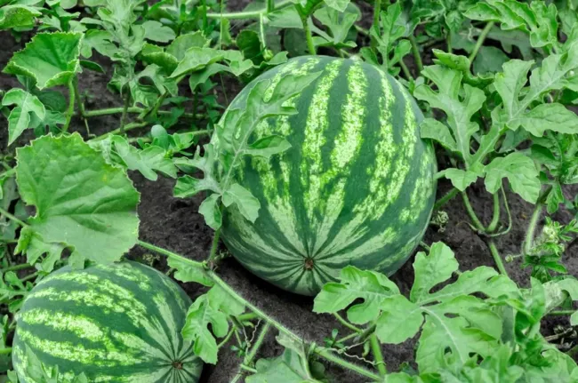 Выращивание арбузов без рассады: как получить 8−10 сладких плодов с 10 квадратов