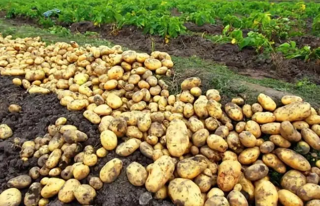 Когда сажать картофель: советы по выбору дня для удачного урожая