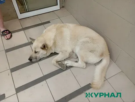 Бездомные собаки остались без вольеров и ветеринарного пункта, на которые выделили бюджетные деньги