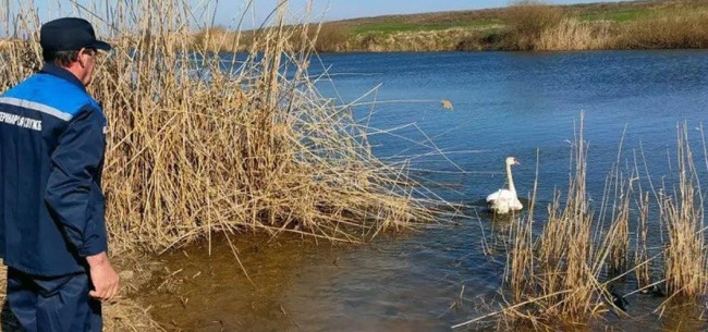 Ветеринары из Саратовской области помогли травмированному лебедю и вернули его в реку