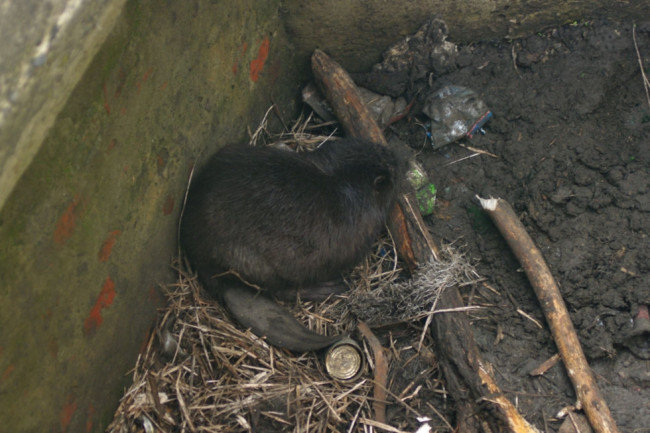 В Саратовской области волонтёры спасли бобра из водозаборного резервуара