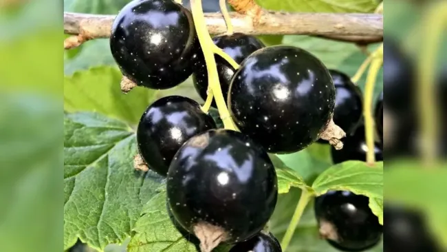 Как правильно подкормить смородину в апреле для крупного и сладкого урожая