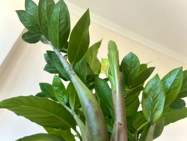 Как правильно ухаживать за замиокулькасом: секреты крепких и здоровых рахисов