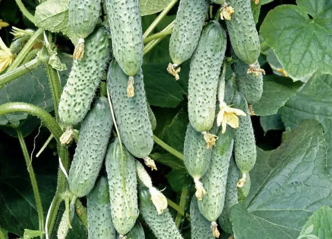 Секрет раннего урожая огурцов: сеем семена по тополиным пухом