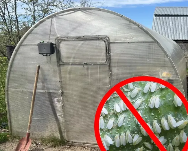 Эффективный способ избавиться от белокрылки в теплице за одну ночь с помощью фумигатора