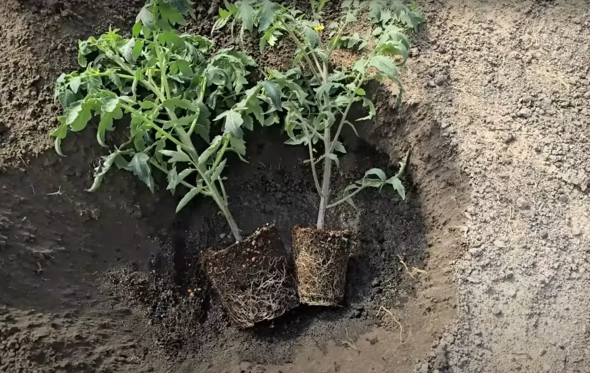 Подкормка для томатов: как добиться раннего и обильного урожая с помощью 4 ингредиентов