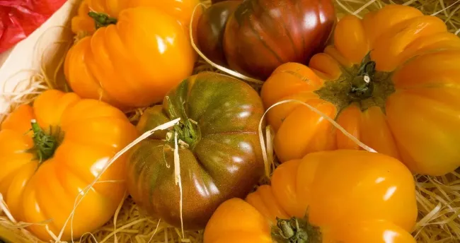 Метронидазол против фитофтороза: простой способ спасти урожай томатов