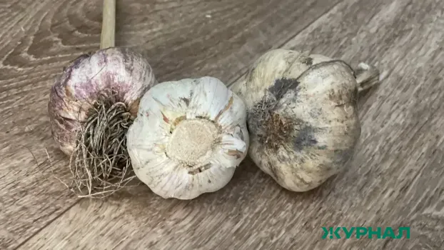 Как сохранить зелень озимого чеснока и получить крупные головки: советы агронома