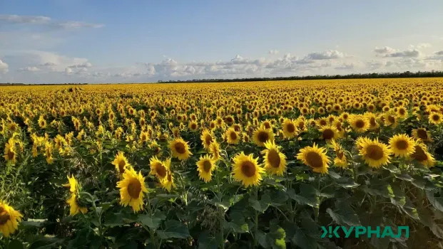 Саратовская область сохранит площади посевов на уровне 2025 года