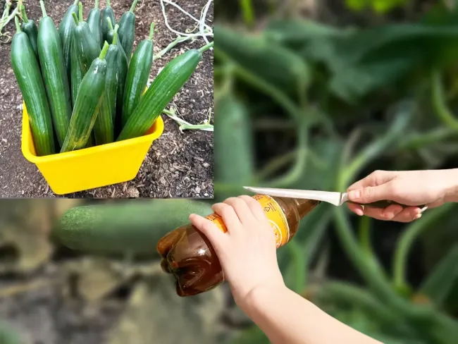 Как защитить огурцы от корневой гнили с помощью пластиковых колец