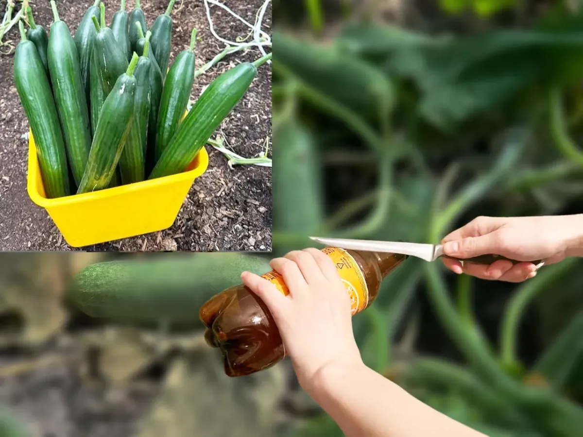Как защитить огурцы от корневой гнили с помощью пластиковых колец