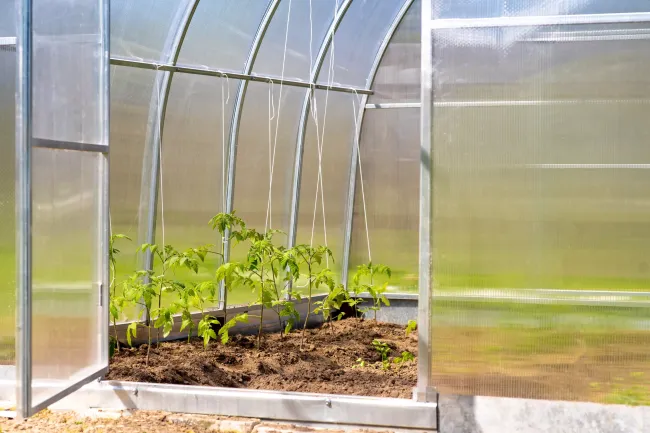 Подготовьте теплицу к высадке: натуральный способ дезинфекции почвы без химии