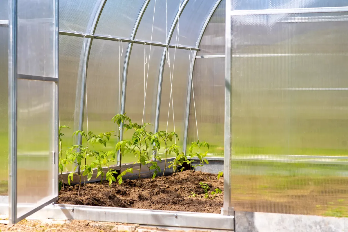 Подготовьте теплицу к высадке: натуральный способ дезинфекции почвы без химии