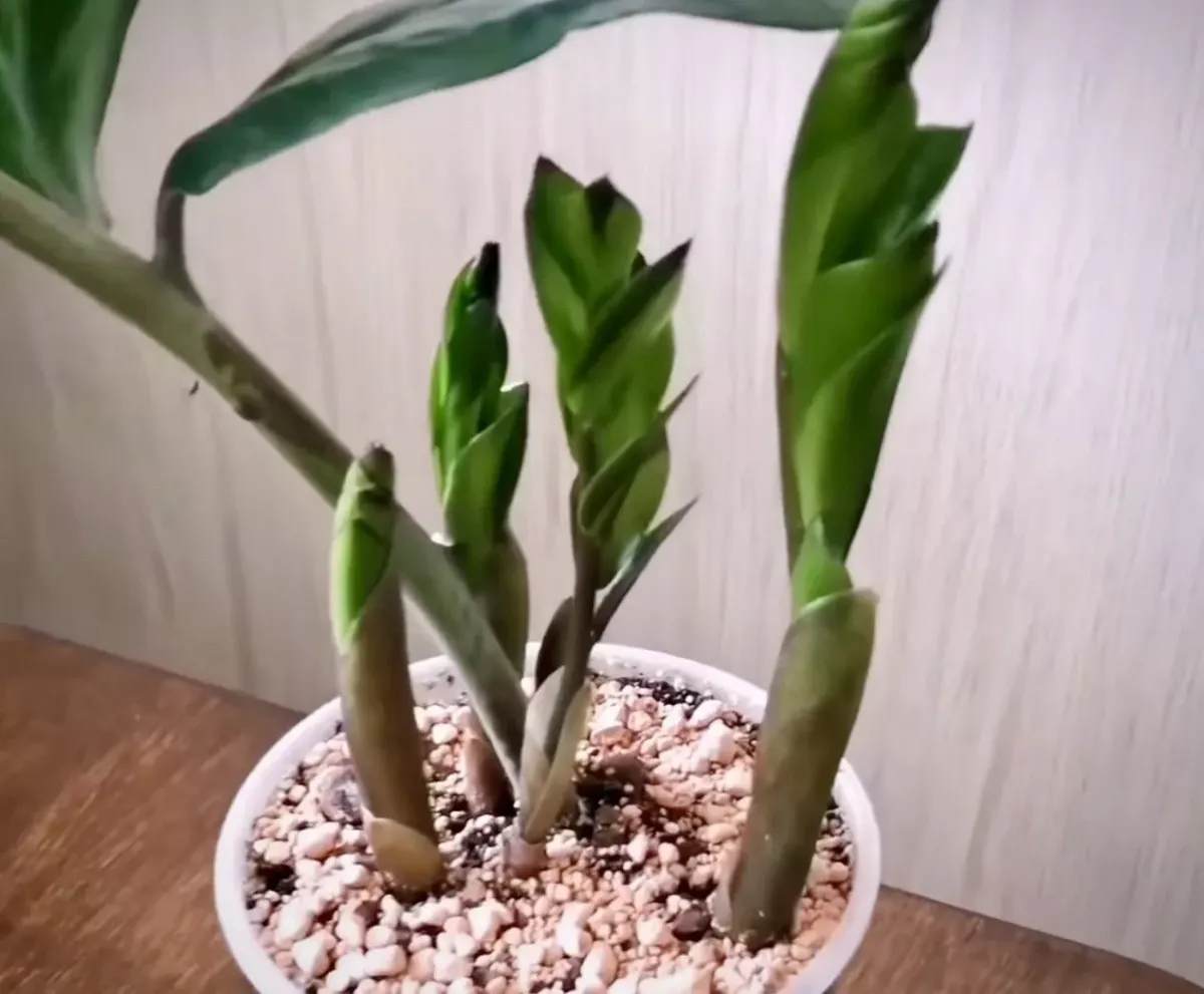 Как правильно подготовить почвосмесь для замиокулькаса: секреты успешного роста