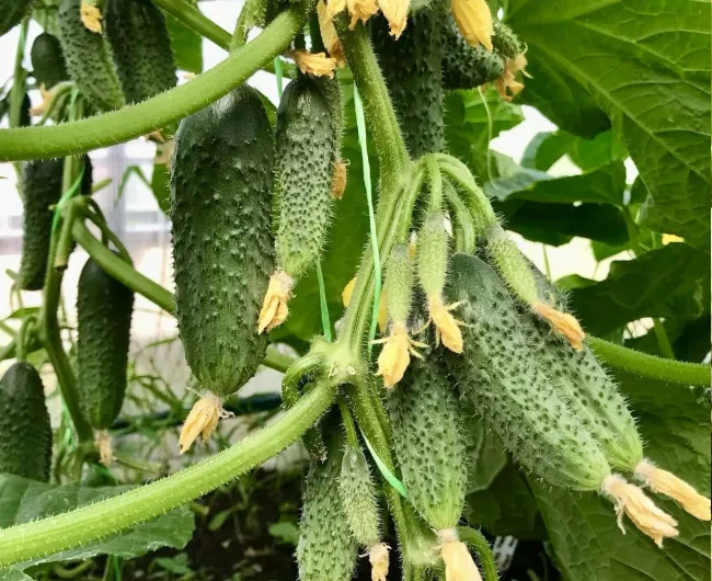 Подкормите огурцы крапивой: секрет обильного урожая без затрат